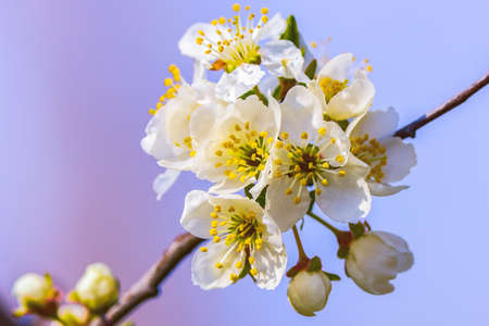 Beautiful flowering flowers of some trees in springの写真素材