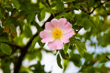 image with wild flowering plant in natural environmentの写真素材
