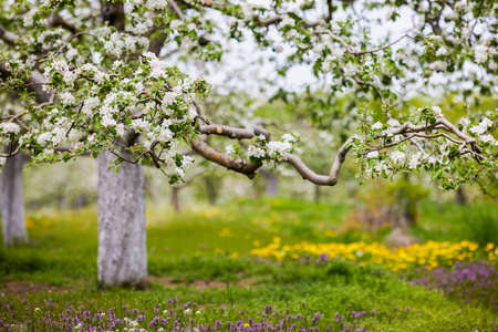 Beautiful flowering flowers of some trees in springの写真素材