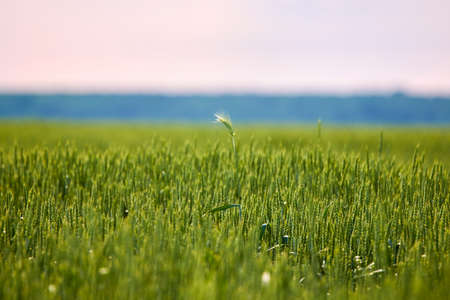 Background of ripening ears of wheat field and sunlight. Crops field. Selective focus. Field landscape.の写真素材