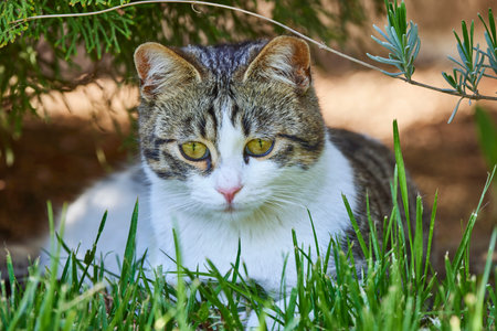 beautiful tabby cat standing in the blooming meadow. Domostic cat in the garden