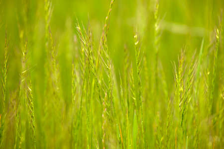 landscape with wild grass, blurred backgroundの写真素材