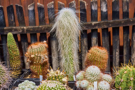 a variety of beautiful cacti on a small farmの写真素材