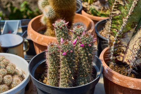 a variety of beautiful cacti on a small farm