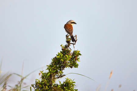 (Lanius collurio) is a small bird in the genus Lanius, family Laniidae, with a body length of 16â18 cm.の写真素材