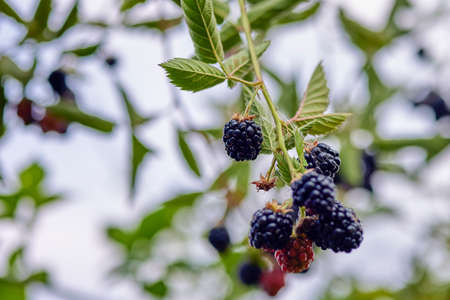 fresh blackberries in a garden. Bunch of ripe blackberry fruit - Rubus fruticosus - on branch with green leaves on a farm. Close-up, blurred background.の写真素材