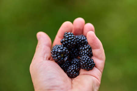 Blackberries in the hand of a manの写真素材