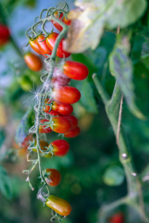 tomatoes in the garden, organic production in the garden somewhere in the country.の写真素材