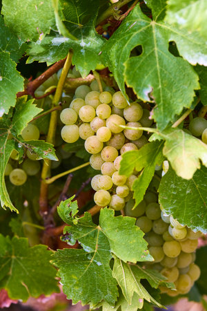 Close up of Grapes Hanging on Branch in Grapes Garden.