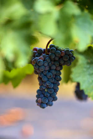 Close up of Grapes Hanging on Branch in Grapes Garden.の写真素材