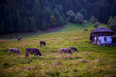 beautiful landscape in the mountain area in the Carpathian mountains Romaniaの写真素材