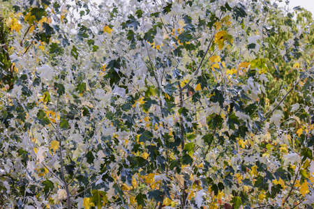 image with the leaves of a tree in several colorsの写真素材