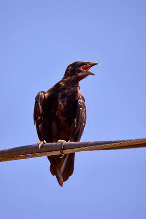 old raven on electric cable on a hot summer dayの写真素材