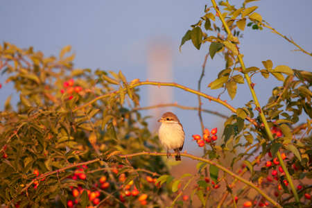 a small and beautiful bird on a bouquet of rosehips in the sunset lightの写真素材