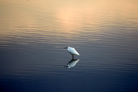 an egret that is reflected on the luster of a lakeの写真素材