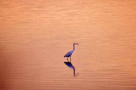 an egret reflected in the luster of a lake at sunsetの写真素材