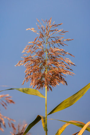 Dry grass flower blowing in the wind, red reed sway in the wind with blue sky background, reed field in autumn.の写真素材