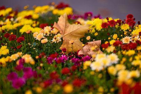 autumn landscape with different plants in the park in autumn, selective focus. images in blur.