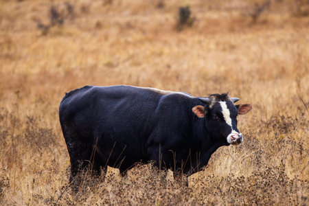 Huge black bull on a pasture in the autumn, rainy day