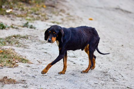 a weak dog, abandoned on the side of a road