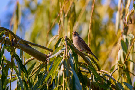 Eurasian tree sparrow (Passer Montanus) perched on a twigの写真素材