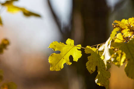 autumn landscape with tree leaves and blurred backgroundの写真素材