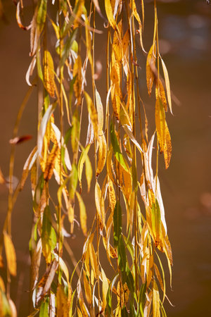 autumn landscape with tree leaves and blurred background