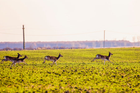 Deer family and dollars on an agricultural field