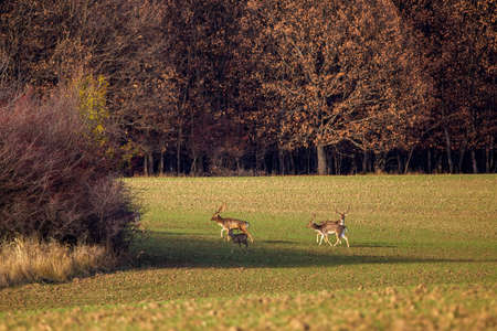 Deer family and dollars on an agricultural fieldの写真素材