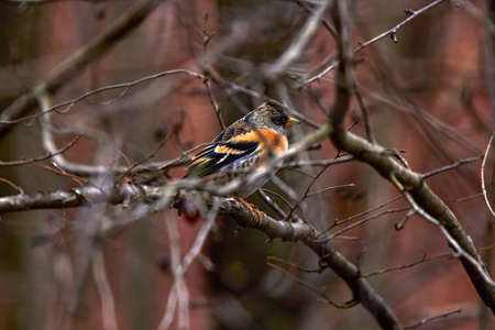 Brambling bird (Fringilla montifringilla) perched on a twigの写真素材