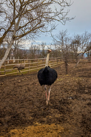 an ostrich in a farm in Romania