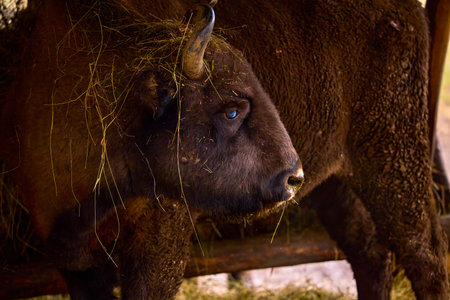 Bison from a reservation in Romania (Endangered animals) Carpathian bison.