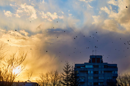 Sunset over the buildings of a city, with silhouettes of birds in the skyの写真素材