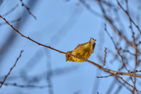 beautiful birds on the branch of a treeの写真素材