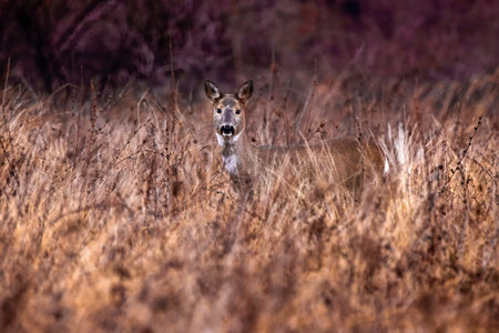 a deer hidden in the vegetation during autumnの写真素材