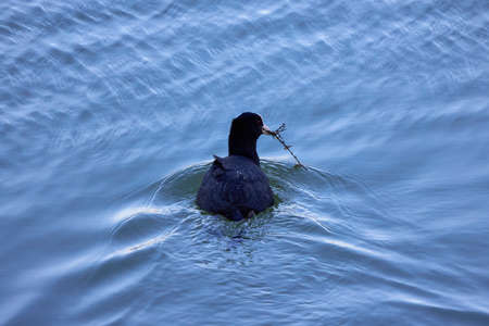 Fulica atra on a river (Fulica atra) is a migratory waterfowl in the rally family.の写真素材