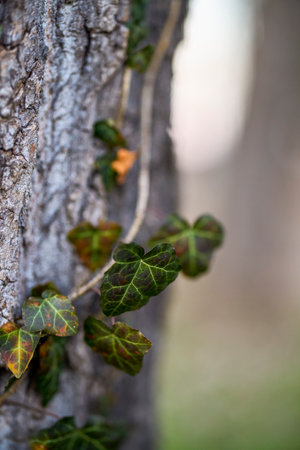 a green ivy leaf on a tree in blur backgroundの写真素材
