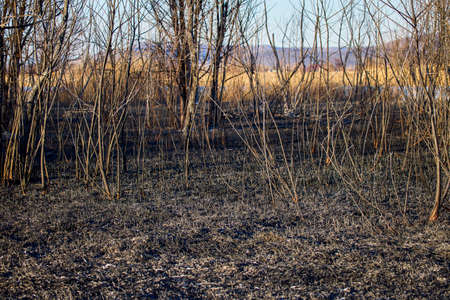 plant debris left over from a vegetation fireの写真素材