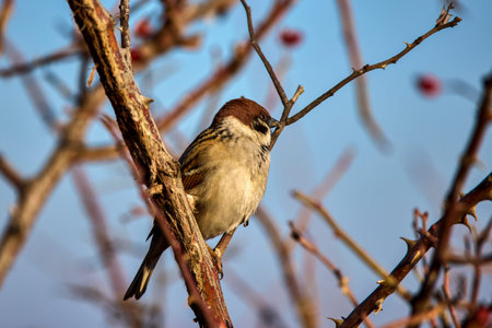 a sparrow among the branches of a rose bush