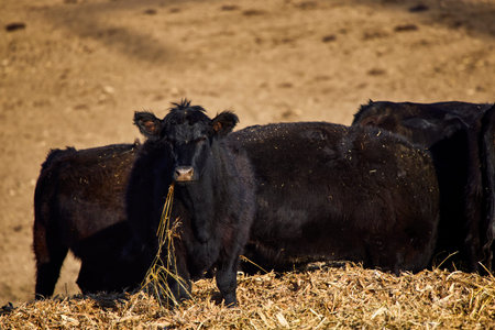 image of a black Angus cow on a farm