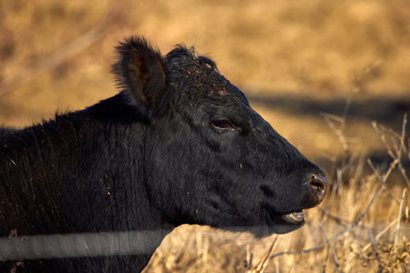 image of a black Angus cow on a farm