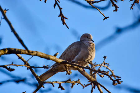 close up with a ringdove on the branches of a treeの写真素材