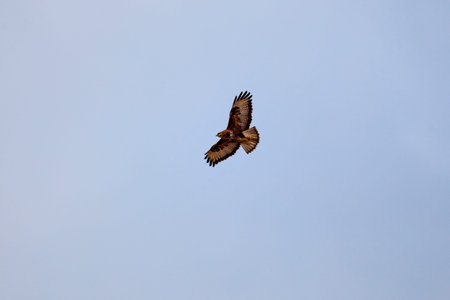 a beautiful specimen of hawk flying in the blue sky