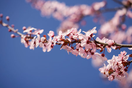 Spring blossom background. Beautiful nature scene with blooming tree. Sunny day. Spring flowers....