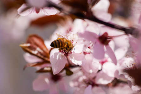 Spring blossom background. Beautiful nature scene with blooming tree. Sunny day. Spring flowers. Beautiful Orchard. Abstract blurred background. Springtimeの写真素材