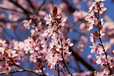 Spring blossom background. Beautiful nature scene with blooming tree. Sunny day. Spring flowers....