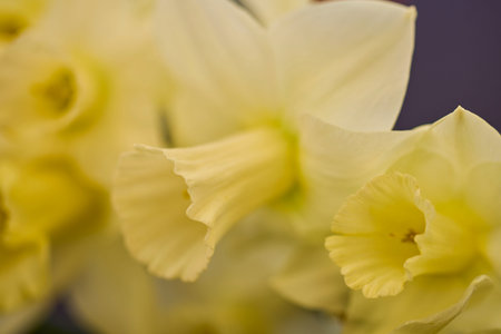 beautiful abstract background with flowers in blur dof.