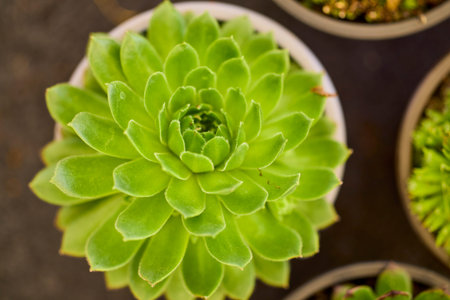 beautiful abstract background with flowers in blur dof.の写真素材