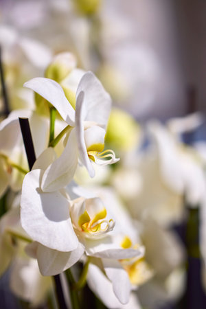 beautiful abstract background with flowers in blur dof.