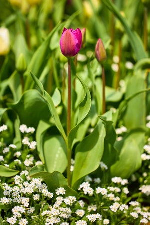 beautiful abstract background with flowers in blur dof.